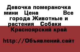 Девочка помераночка мини › Цена ­ 50 000 - Все города Животные и растения » Собаки   . Красноярский край